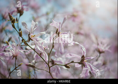 Le beau printemps fleurs roses et blanches de Magnolia stellata également connu sous le nom de l'étoile magnolia, image prise contre un ciel bleu Banque D'Images