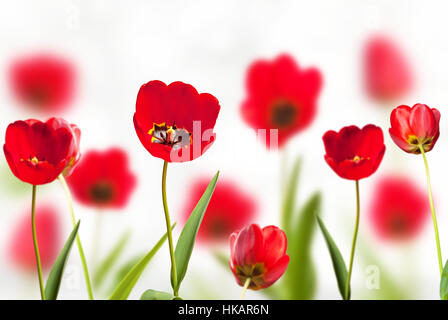 Parterres de tulipes rouges sur fond blanc Banque D'Images