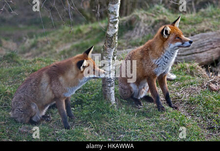 Deux renards roux (Vulpes vulpes) Banque D'Images