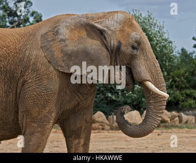 L'éléphant africain (Loxodonta africana) eating hay Banque D'Images