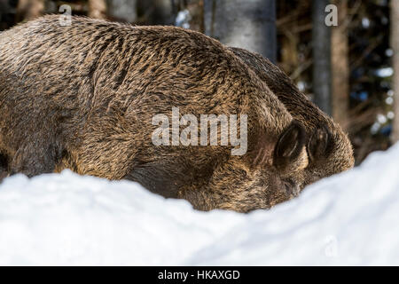 Deux sangliers (Sus scrofa) côte à côte dans la neige profonde dans une forêt de pins en hiver Banque D'Images