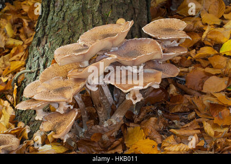 Gewöhnlicher Dunkler Hallimasch Hallimasch, Halimasch, Honigpilz Honig-Pilz,,, Armillaria Armillaria ostoyae, solidipes polymyces, Armillariella, sombre Banque D'Images