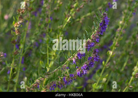 Ysop, Isop, Hyssopus officinalis officinalis, hysope, Hyssope Banque D'Images