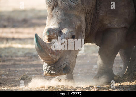 Visite au Safari de Ramat Gan, Israël Banque D'Images