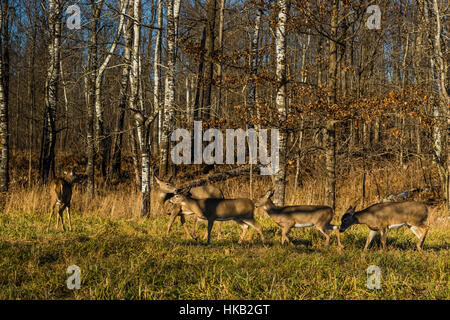 Le cerf biche et faons Banque D'Images