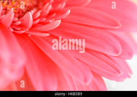 Gerbera rose pétales de fleurs Macro abstrait Banque D'Images
