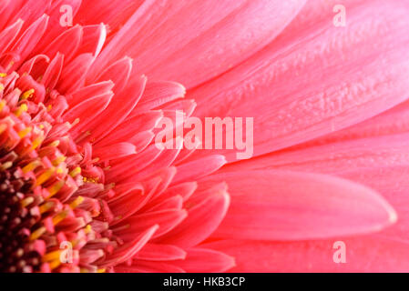 Gerbera rose pétales de fleurs Macro abstrait Banque D'Images