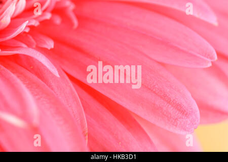 Gerbera rose pétales de fleurs Macro abstrait Banque D'Images