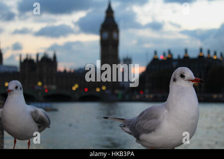 Les oiseaux de la rive sud Banque D'Images