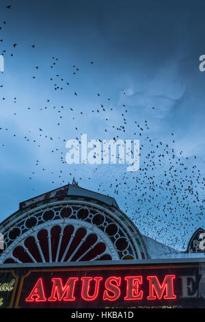 Pays de Galles Aberystwyth UK, vendredi 27 janvier 2017 UK Weather : Starling Murmurations à Aberystwyth - dans un ciel gris, des milliers de petits étourneaux reviennent de leurs aires d'alimentation de jour pour se percher la nuit pour la sécurité et la chaleur sur la forêt de pieds en dessous de la ville, station balnéaire victorienne sur la jetée de la côte du Pays de Galles de l'ouest de la Baie de Cardigan, UK Bien qu'apparemment abondante à Aberystwyth (l'un des rares gîtes starling urbaine au Royaume-Uni), les oiseaux sont dans la société royale pour la protection des oiseaux 'list' des espèces à risque crédit : Keith morris/Alamy Live News Banque D'Images