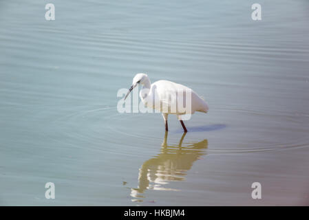 Visite au Safari de Ramat Gan, Israël Banque D'Images