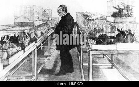 L'œuvre intitulée 'lapins Pasteur' représente un groupe de lapins, mettant en valeur les traits délicats et l'anatomie caractéristique de ces animaux. L’œuvre reflète la fascination pour la nature et l’exploration scientifique à l’époque de Louis Pasteur, réputé pour ses contributions à la microbiologie. La pièce peut symboliser le lien entre biologie et compris Banque D'Images