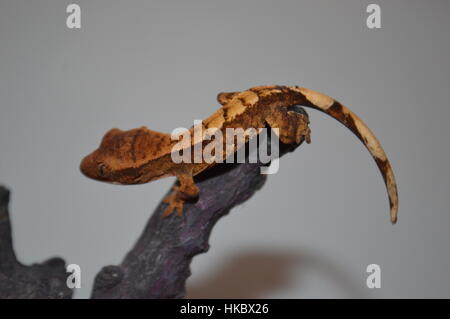 Crested Gecko (Correlophus rhachodactylus) Banque D'Images