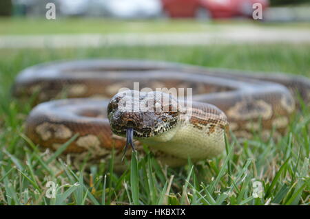 Boa de DUMERIL Banque D'Images
