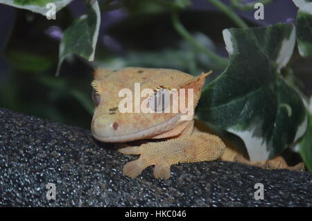 Crested Gecko (Correlophus rhachodactylus) Banque D'Images