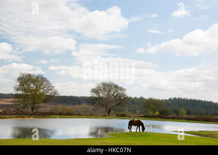 Pony paître par un étang avec des arbres derrière dans le parc national New Forest à Bratley View Banque D'Images