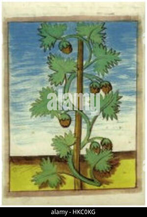 Cette œuvre, intitulée *Hop in Oud Kruidenboek*, présente une illustration détaillée d'un vieux livre de plantes. Le dessin met en évidence la plante de houblon, souvent utilisée en brassage, en soulignant ses caractéristiques botaniques. La pièce représente le lien entre la nature et les premières études botaniques. Banque D'Images