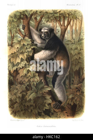 L'œuvre intitulée 'IIV AGrandidier 1204' est une illustration botanique détaillée du naturaliste et artiste français Alfred Grandidier. Connu pour ses contributions à l'étude de la flore et de la faune de Madagascar, le travail de Grandidier offre un portrait scientifique et artistique de l'espèce unique de l'île. Banque D'Images