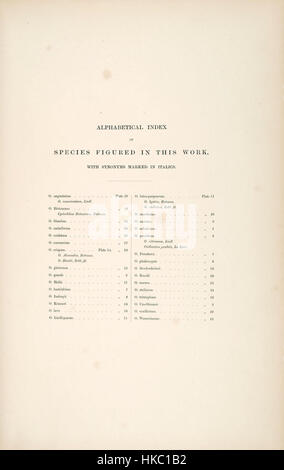 Cette œuvre est une illustration détaillée tirée de *Une monographie d'Odontoglossum* par Bateman. Le dessin présente diverses espèces de l'orchidée *Odontoglossum*, soulignant leurs caractéristiques distinctives et leur beauté. Banque D'Images