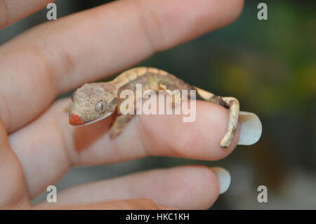 Crested Gecko (Correlophus rhachodactylus) Banque D'Images