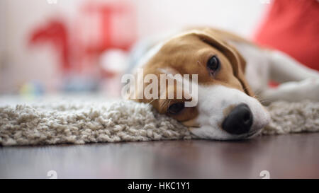 Portrait du beagle à la caméra en Banque D'Images
