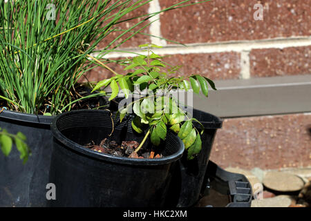 La ciboulette et croissante de l'usine de Cari - Murraya Koenigii Plant dans un pot en plein soleil Banque D'Images