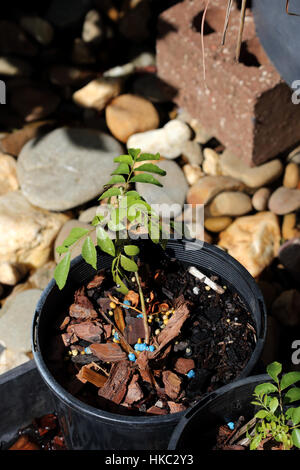 L'usine de Cari croissante - Murraya Koenigii Plant dans un pot en plein soleil Banque D'Images