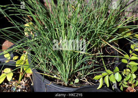 Allium schoenoprasum croissante ou connu sous le nom de ciboulette dans une casserole Banque D'Images