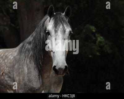 Portrait cheval gris sur fond vert des arbres Banque D'Images