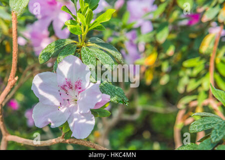 Rhododendron fleurs. Cette photo a été prise dans un jardin, près de Kiev. Banque D'Images