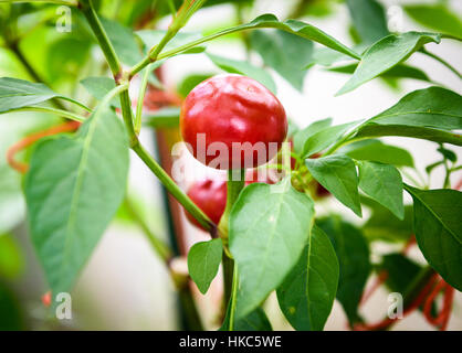 Big Red Hot Chili Peppers cerise homegrown. Variété très populaire du Chili pour la farce et décapage. Banque D'Images