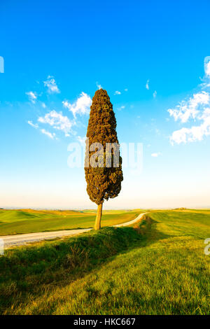 La toscane, cyprès solitaires et blanc chemin rural sur le coucher du soleil. Sienne, d'Orcia, Italie, Europe. Banque D'Images