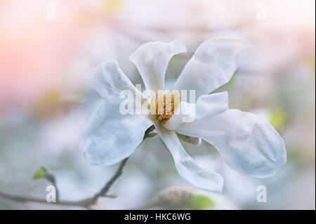 La belle fleur blanche de Magnolia (Magnolia x veitchii) 'Columbus' Banque D'Images