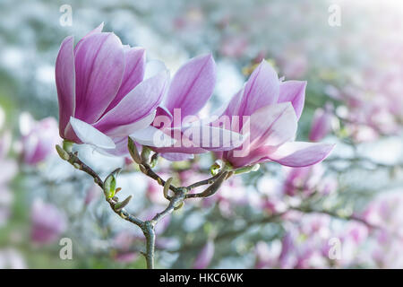 La belle fleur de printemps rose Magnolia 'Tina Durio' image prise dans le doux soleil du printemps. Banque D'Images