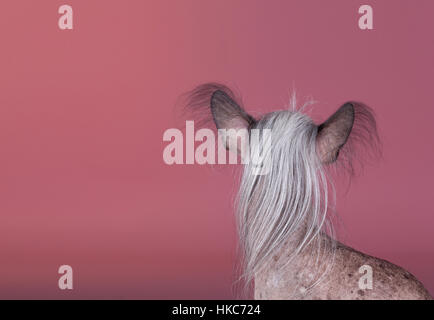 Portrait de chien chinois à crête sur studio Banque D'Images