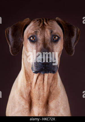 Le Rhodesian Ridgeback portrait Banque D'Images