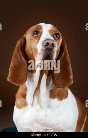 Basset Hound Dog mixte Banque D'Images