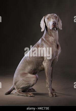 Braque de adulte sur le studio Banque D'Images
