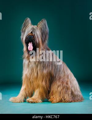 Briard de berger, pose sur le côté avec la langue Banque D'Images