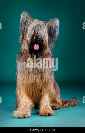 Berger Briard pose devant l'appareil photo Banque D'Images