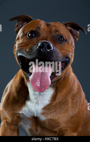 Heureux staffordshire bull terrier en studio Banque D'Images