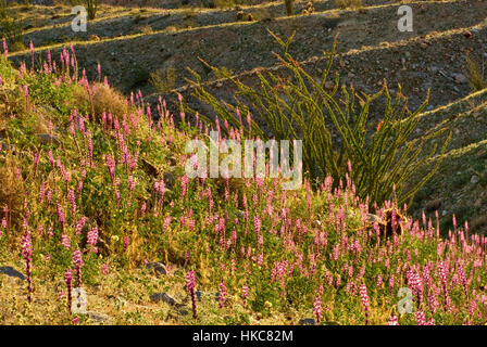 La société et de l'Arizona au printemps en fleurs lupins Anza Borrego Desert State Park, désert de Sonora, California, USA Banque D'Images