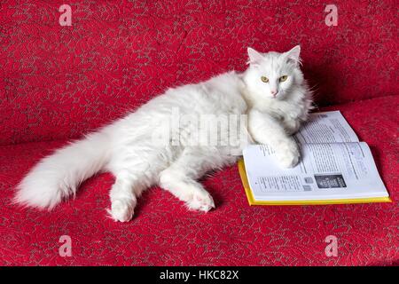 Chat blanc sur un canapé rouge et livre scolaire Banque D'Images