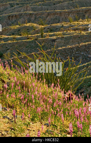 La société et de l'Arizona au printemps en fleurs lupins Anza Borrego Desert State Park, désert de Sonora, California, USA Banque D'Images