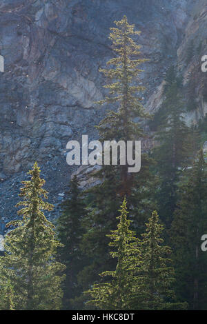 Les arbres à feuilles persistantes rétroéclairé se soulever contre les falaises rocheuses escarpées dans Paintbrush Canyon. Parc National de Grand Teton, Wyoming Banque D'Images