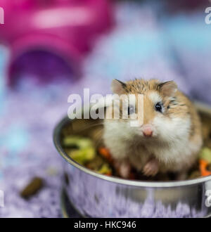 Robo hamster nain de manger des aliments à mâcher de la cuvette en cage Banque D'Images