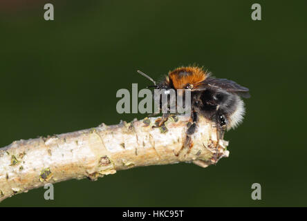 Les bourdons (Bombus hypnorum arbre), un récent colonist de Grande-Bretagne, perché sur un bâton dans un jardin de banlieue Norfolk Banque D'Images