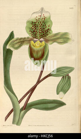 L'illustration de 'Paphiopedilum insigne', anciennement connu sous le nom de Cypripedium insigne, est une étude botanique précise de Curtis' Botanical Magazine, soulignant la beauté délicate de cette espèce d'orchidée. Banque D'Images