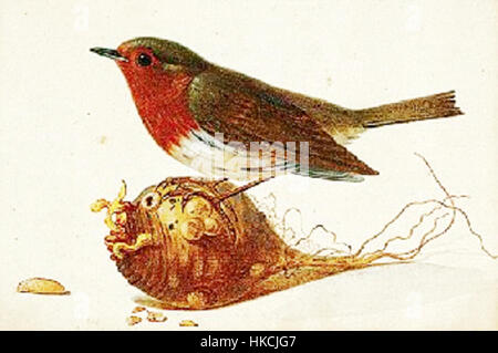 Peters Rotkehlchen, une peinture à l'huile d'un artiste inconnu, présentant un rouge-gorge dans son environnement naturel, mettant l'accent sur la concentration de l'artiste sur la nature et la faune dans l'art. Banque D'Images