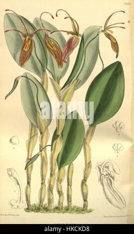 *Restrepia antennifera* du *Curtis' Botanical Magazine* (1903) est une illustration d'une espèce d'orchidée unique. La pièce reflète le style botanique détaillé du début du XXe siècle. Banque D'Images